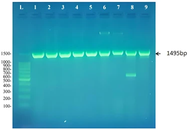 Figure 1. Amplicons of 16S rRNA gene amplified using universal 16S rRNA primers