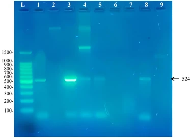 Figure 2. Amplicons of a 524bp fragment from the Rieske non-heme iron dioxygenase found in biphenyl degrading strains from this study. L: 100bp DNA ladder, 1: Rhodococcus pyridinivorans RM2, 2: Rhodococcus rhodochrous RM3, 3: Extensimonas perlucida RM1, 4