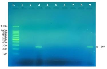 Figure 3. Amplicons of a 264bp fragment from the angular dioxygenase amplified using the primers DOalpha -2 and DOalpha-3. L: 100bp DNA ladder, 1: Rhodococcus pyridinivorans RM2, 2: Rhodococcus rhodochrous RM3, 3: Extensimonas perlucida RM1, 4: Rhodococcu