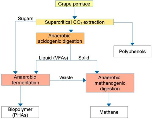 Figure 6. Supercritical CO2 extraction on red grape pomace